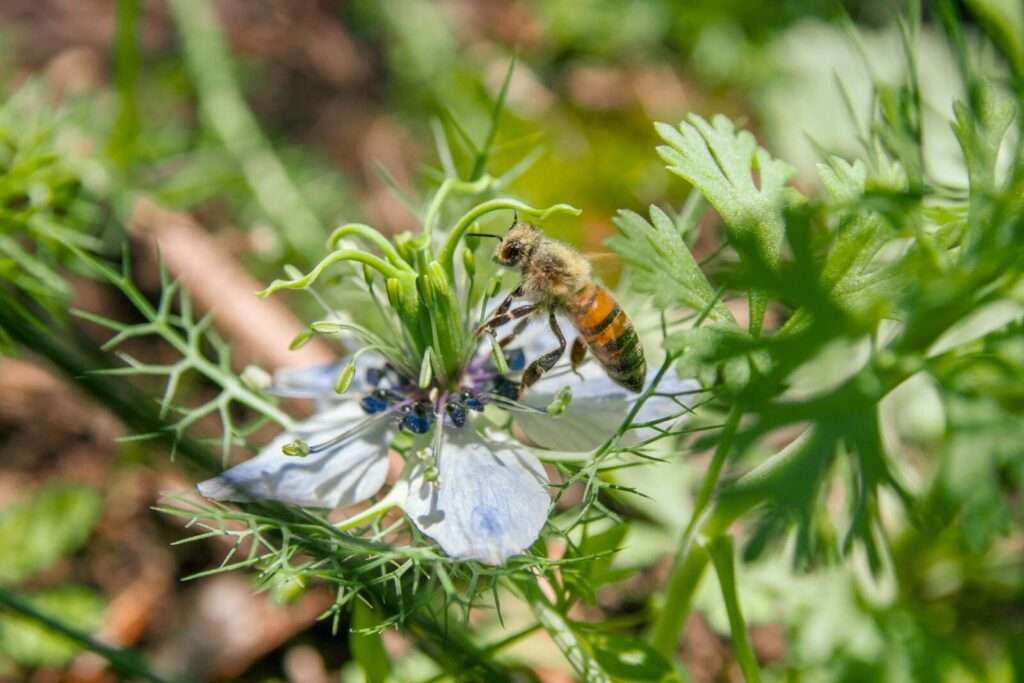 Close-up of a bee pollinating a Nigella sativa flower in a green garden setting.