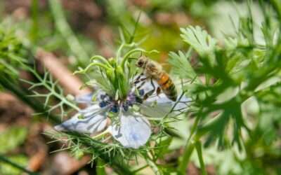 L’huile de nigelle et la sphère ORL