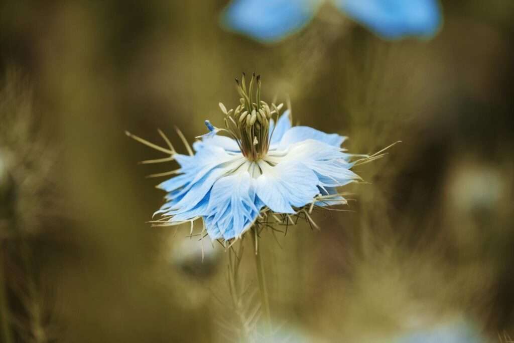 Vibrant blue Nigella flower in full bloom with intricate petals and soft focus background.